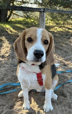 Max/Bexter, Beagle - Rüde