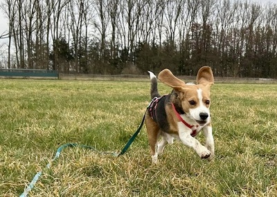 Max/Bexter, Beagle - Rüde