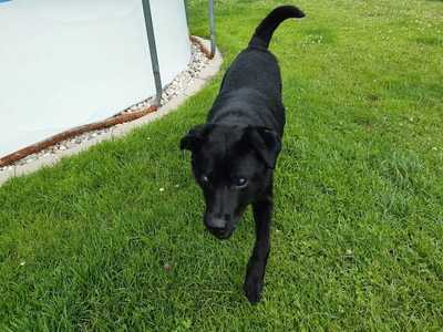 Max - Blinder Herzenshund, ca. 7 Jahre, Mischling - Rüde