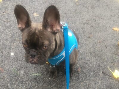 Max, FRANZÖSISCHE BULLDOGGE Welpen - Rüde