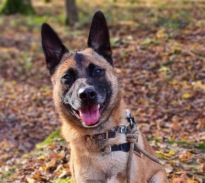 Max Malinois Rüde braucht ein liebes Zuhause, Malinois - Rüde