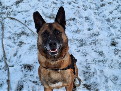 Max Malinois Rüde braucht ein liebes Zuhause, Malinois - Rüde