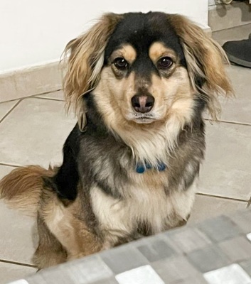 Max, Mischling - Rüde