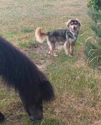 Max, Mischling - Rüde