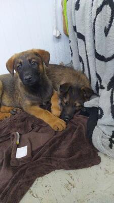 Max, Mischling Welpen - Rüde