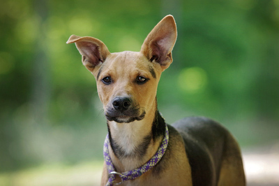 Max, Mischling Welpen - Rüde