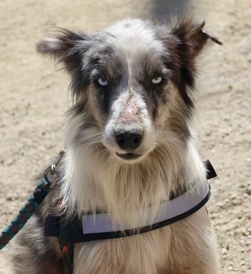 Max, Mix - Rüde
