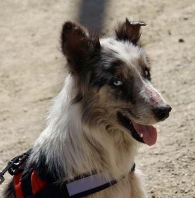 Max, Mix - Rüde