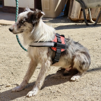 Max, Mix - Rüde