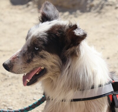 Max, Mix - Rüde