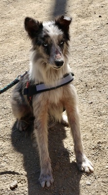 Max, Mix - Rüde