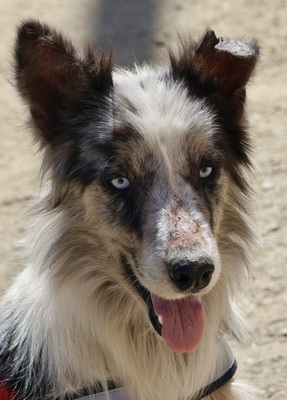 Max, Mix - Rüde