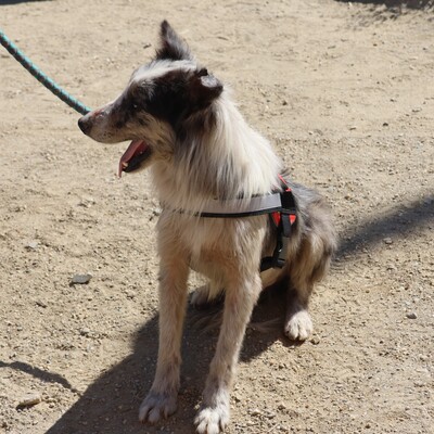 Max, Mix - Rüde