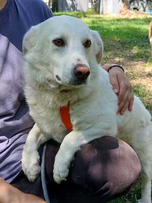 Max - aufmerksam, manchmal etwas eigenständig / Vorgemerkt, Mischling - Rüde