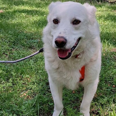 Max - aufmerksam, manchmal etwas eigenständig / Vorgemerkt, Mischling - Rüde