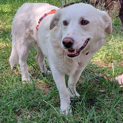 Max - aufmerksam, manchmal etwas eigenständig / Vorgemerkt, Mischling - Rüde