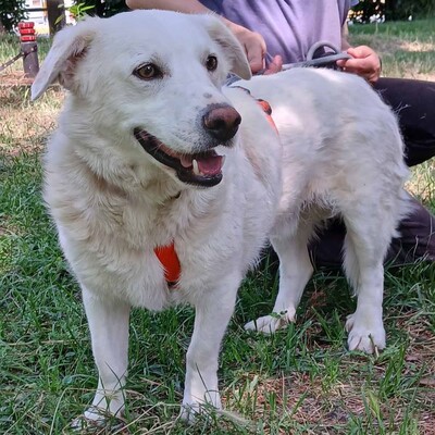 Max - aufmerksam, manchmal etwas eigenständig / Vorgemerkt, Mischling - Rüde