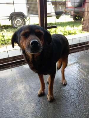 🌟 Max – ein Herz aus Gold wartet darauf, endlich gesehen zu werden! 🖤🐾, Mischling - Rüde