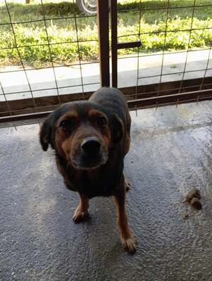 🌟 Max – ein Herz aus Gold wartet darauf, endlich gesehen zu werden! 🖤🐾, Mischling - Rüde