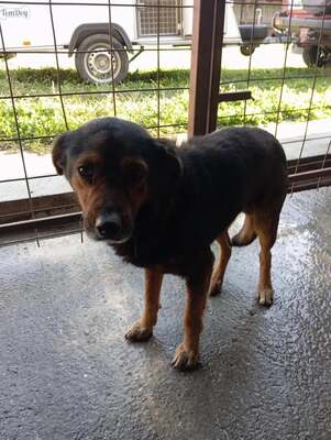 🌟 Max – ein Herz aus Gold wartet darauf, endlich gesehen zu werden! 🖤🐾, Mischling - Rüde