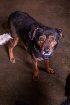 🌟 Max – ein Herz aus Gold wartet darauf, endlich gesehen zu werden! 🖤🐾, Mischling - Rüde