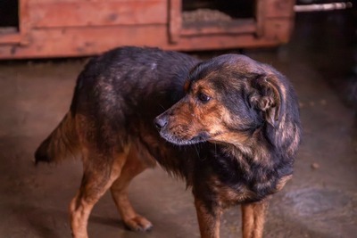 🌟 Max – ein Herz aus Gold wartet darauf, endlich gesehen zu werden! 🖤🐾, Mischling - Rüde