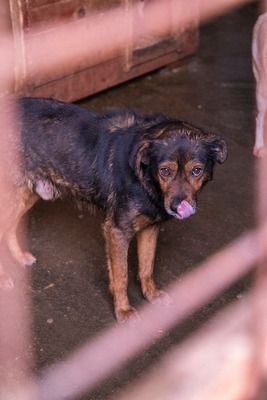 🌟 Max – ein Herz aus Gold wartet darauf, endlich gesehen zu werden! 🖤🐾, Mischling - Rüde