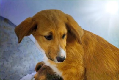 Max - fröhlich und verspielt, Mischling - Rüde