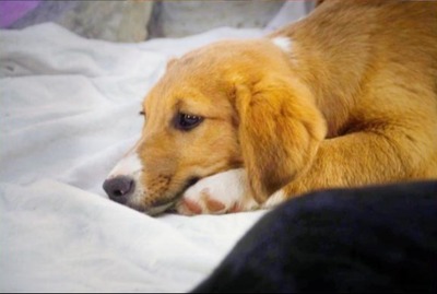 Max - fröhlich und verspielt, Mischling - Rüde