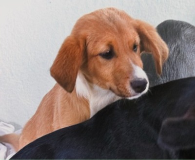 Max - fröhlich und verspielt, Mischling - Rüde