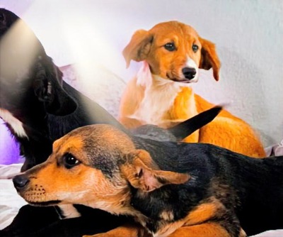 Max - fröhlich und verspielt, Mischling - Rüde