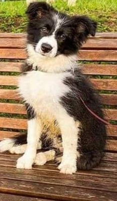 Maxi, Bordercollie/Mix - Rüde