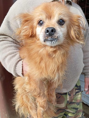 Maxi, ein kleiner alter Schatz sucht Geborgenheit - unser Hundeopi aus Rumänien, Chihuahua - Rüde