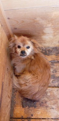 Maxi, ein kleiner alter Schatz sucht Geborgenheit - unser Hundeopi aus Rumänien, Chihuahua - Rüde