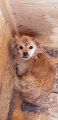 Maxi, ein kleiner alter Schatz sucht Geborgenheit - unser Hundeopi aus Rumänien, Chihuahua - Rüde