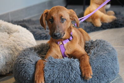 Maxima, Mischling Welpen - Hündin