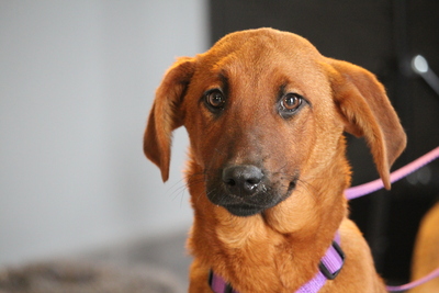 Maxima, Mischling Welpen - Hündin