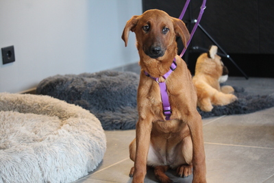 Maxima, Mischling Welpen - Hündin