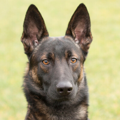 Maximo, Schäfer-Mix - Rüde