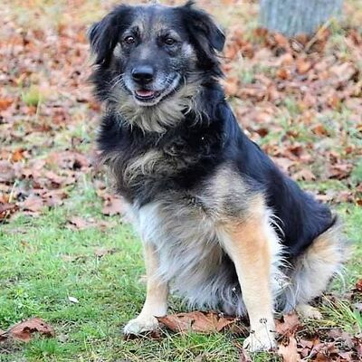 👍 Maxo ist eher ein freundlicher und ruhiger Zeitgenosse😊, Mischling - Rüde