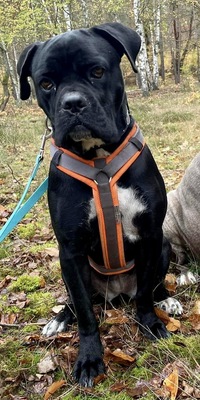 Maya, Cane Corso - Hündin