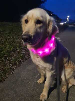 Maya, Golden Retriever - Hündin