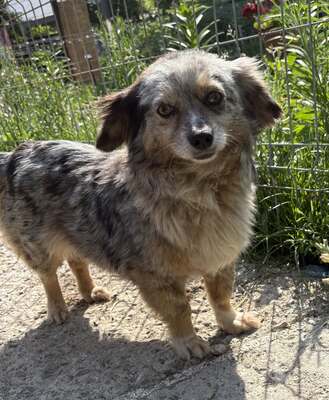 Maya, Mix - Hündin