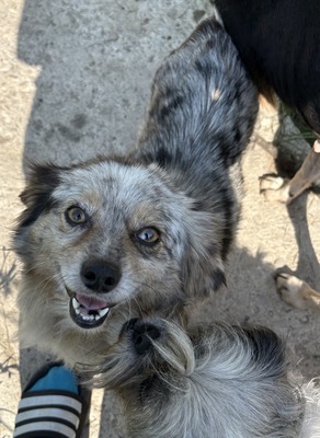 Maya, Mix - Hündin
