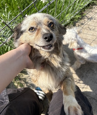 Maya, Mix - Hündin