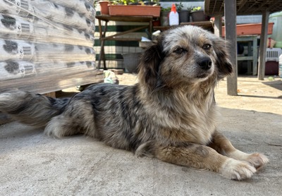 Maya, Mix - Hündin