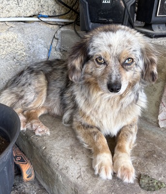 Maya, Mix - Hündin