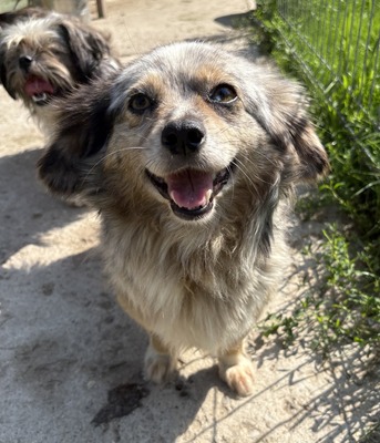 Maya, Mix - Hündin