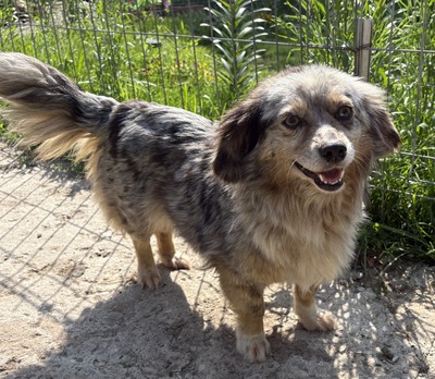 Maya, Mix - Hündin