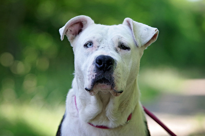 Maya, Staff Mix - Hündin